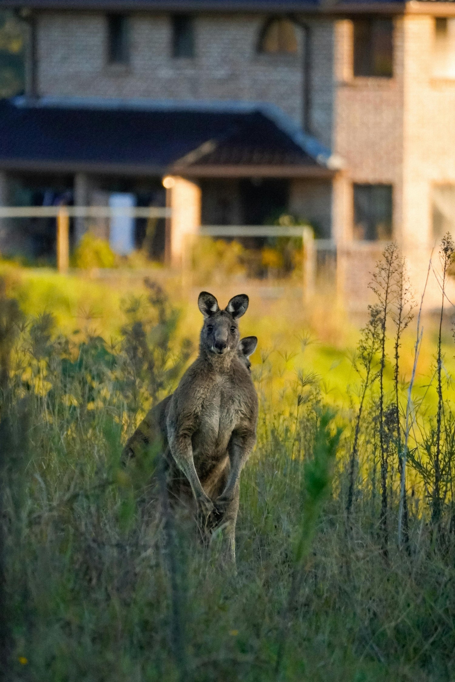Kangaroo in backyard